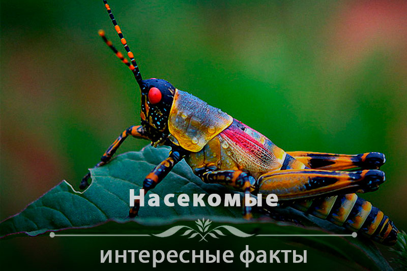 Интересные факты о насекомых