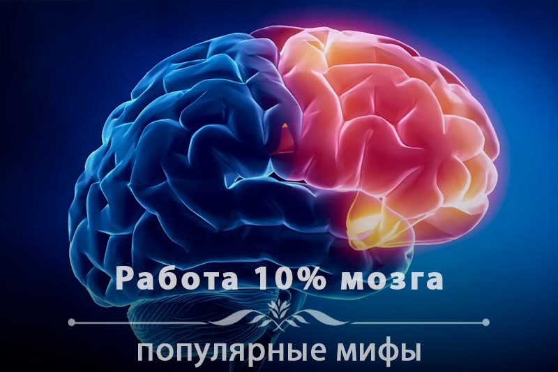 На сколько процентов работает мозг
