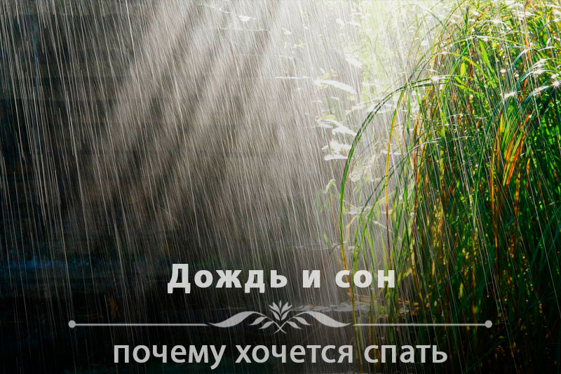 Дождь и сон