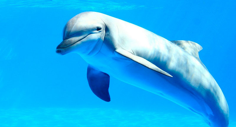 Дельфин улыбается